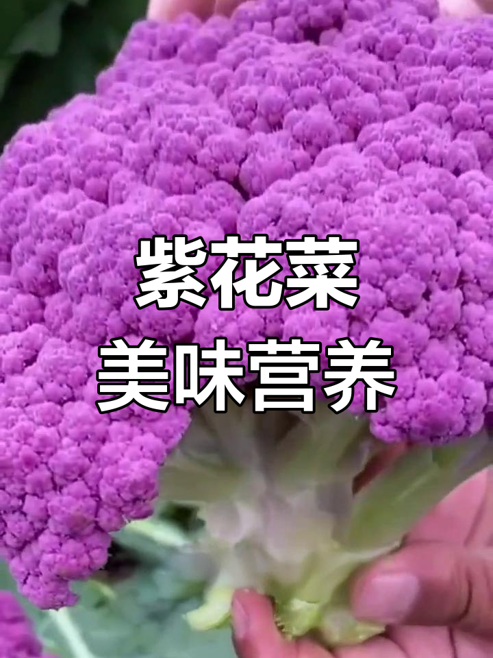 紫色花菜,香嫩脆甜又美观,春秋种植最合适