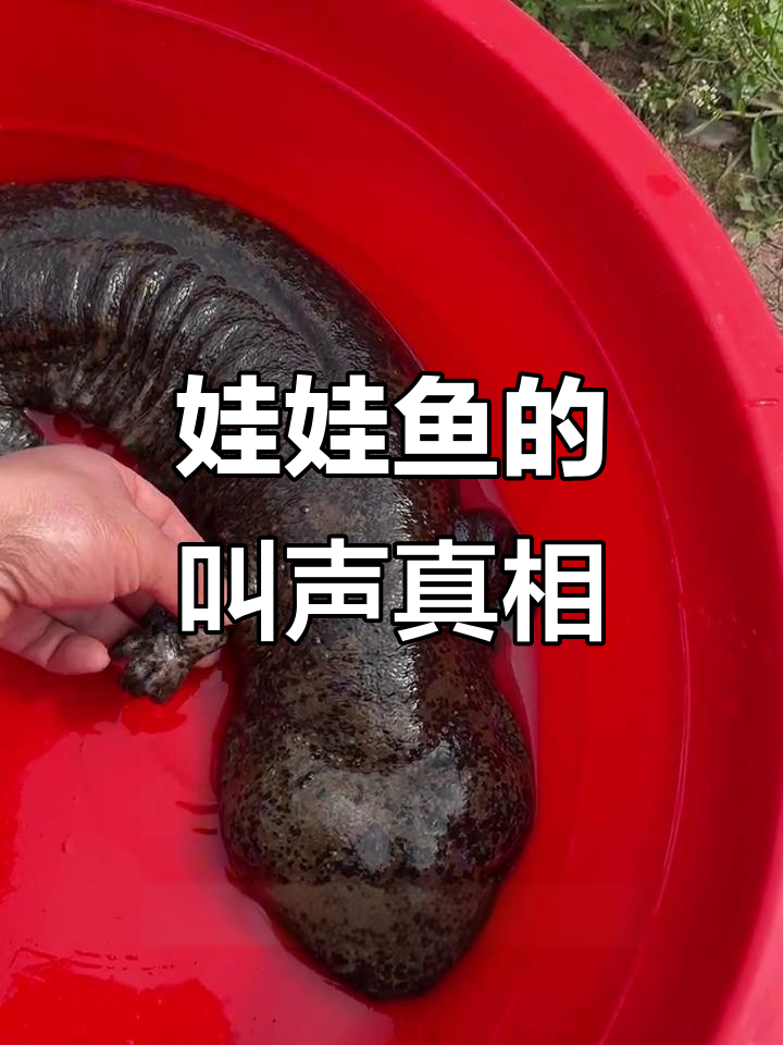 娃娃鱼真的会叫吗?其实它并没有声带!