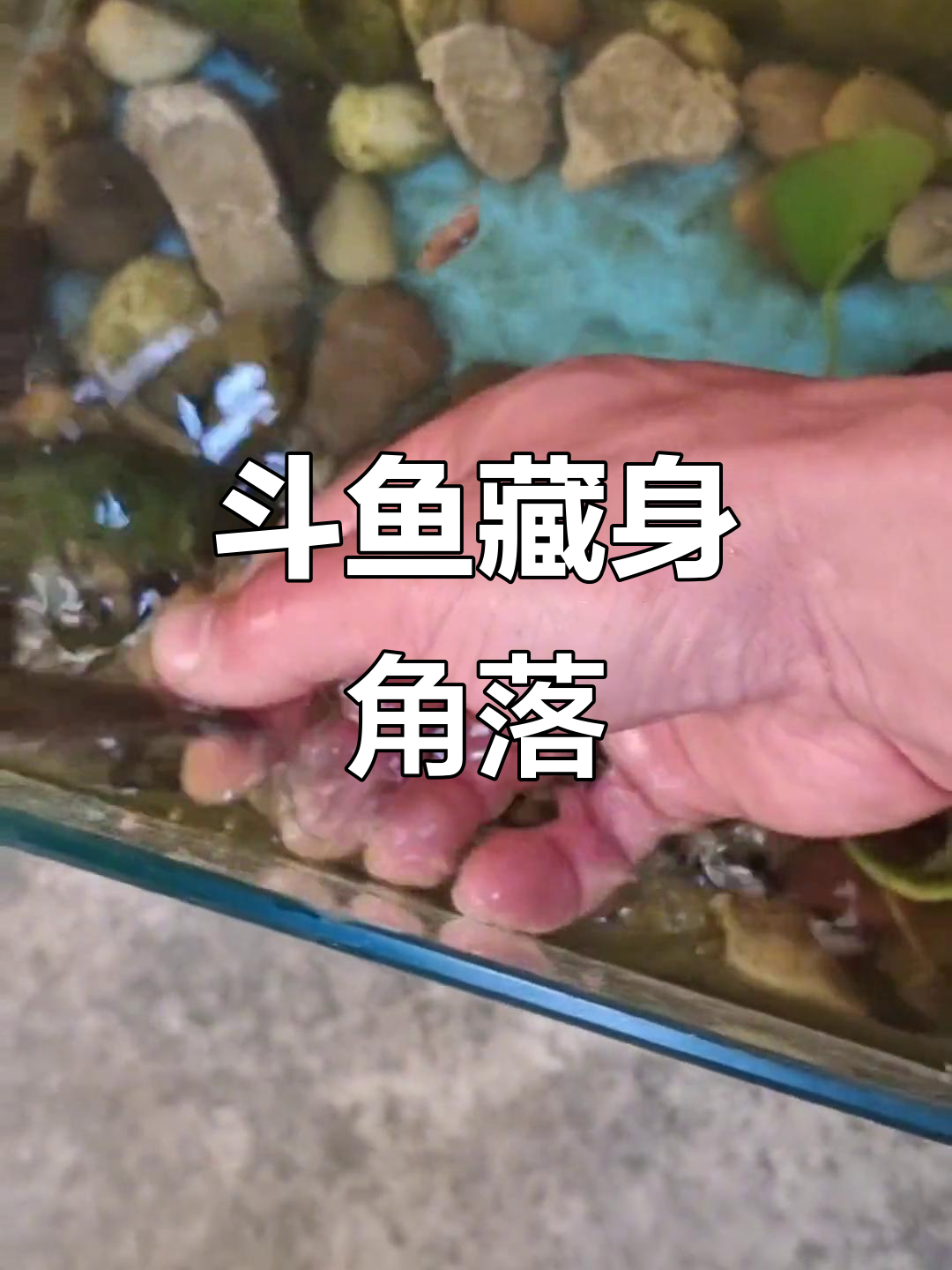 鱼缸里的斗鱼躲起来了,冬天能熬过去吗?