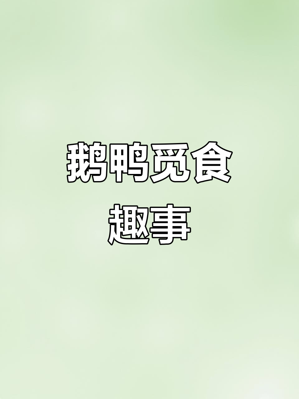 鹅鸭抢食大作战,笑料百出!