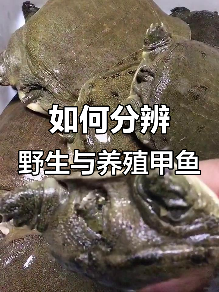 甲鱼到底是野生还是家养?如何辨别真伪
