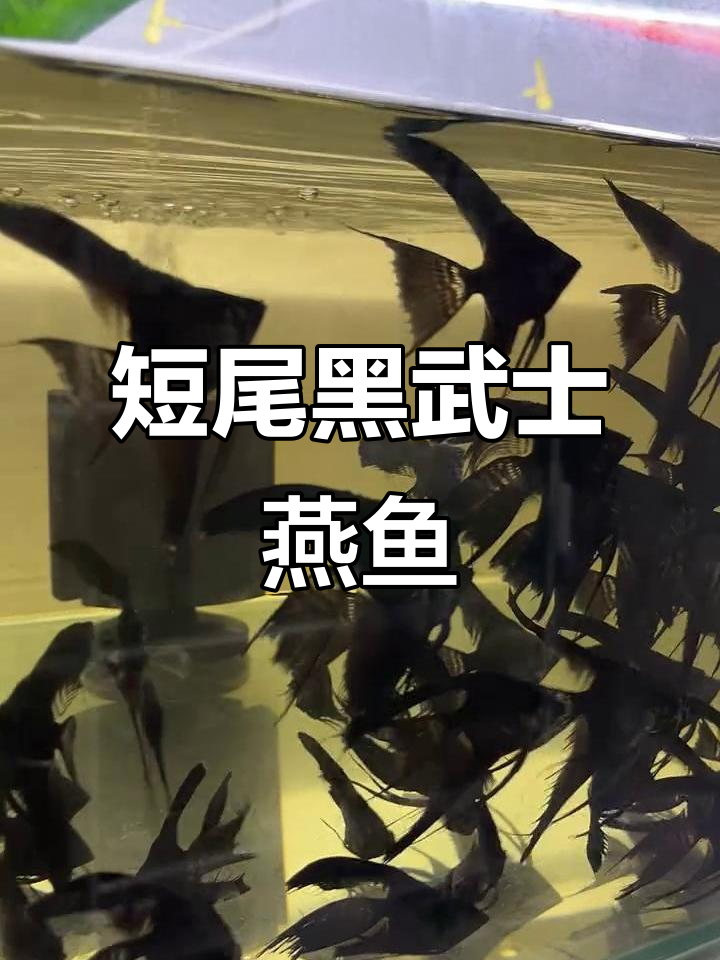 长鳍黑武士燕鱼，2-3厘米实体展示