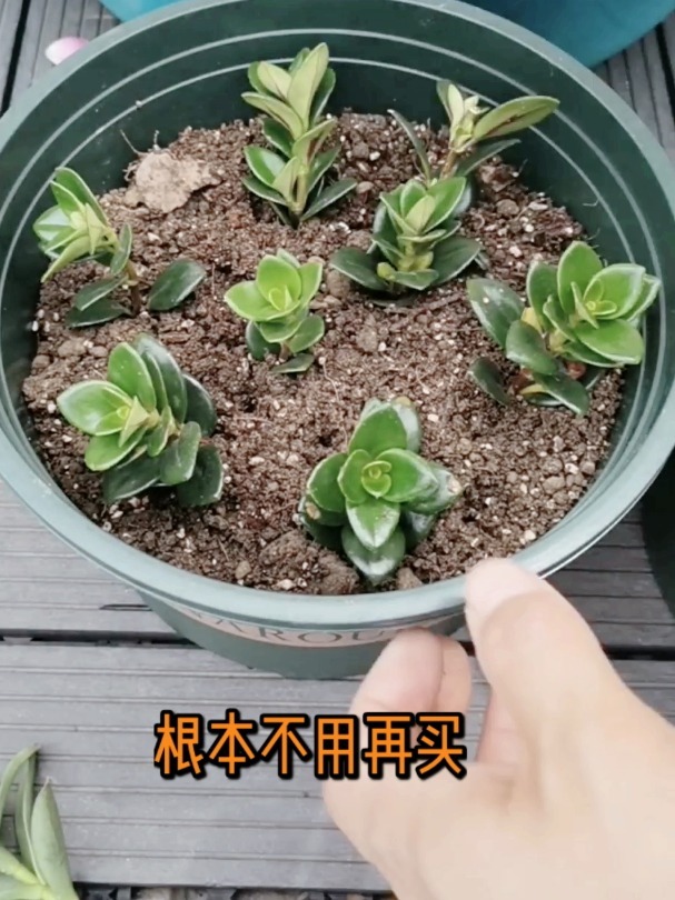 金鱼花第二次剪枝,扦插绝绝子