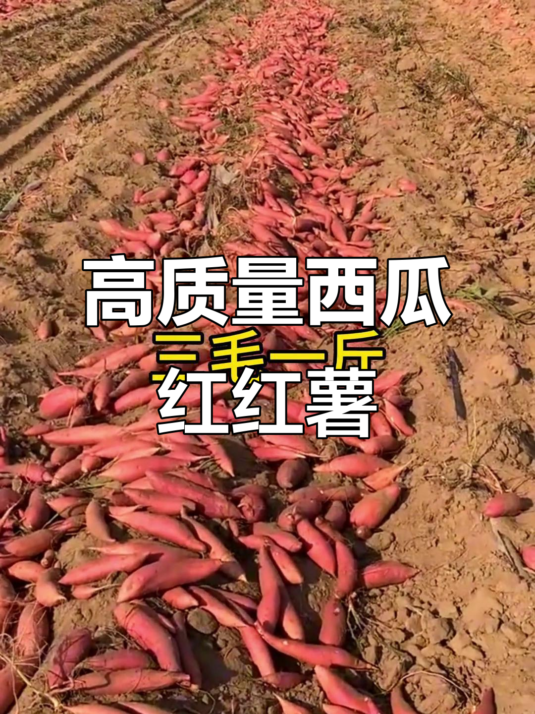 西瓜红红薯,细长鲜亮,价格实惠
