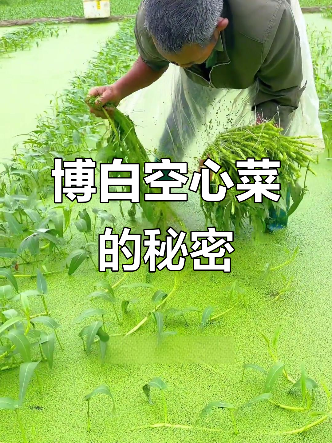 空心菜常见,博白水田种植的独特品种你了解吗?