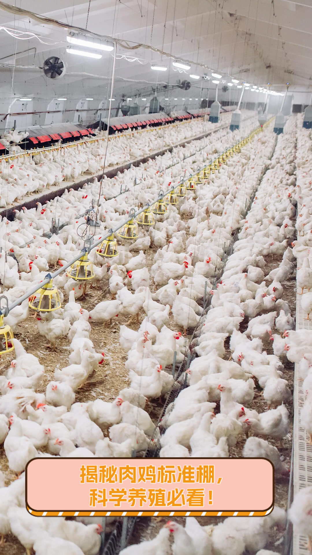 揭秘肉鸡标准棚,科学养殖必看!