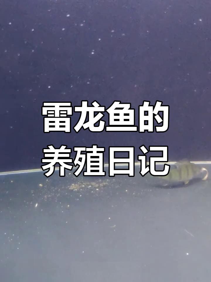 五道黑鱼成长记录,野生与人工饲养对比