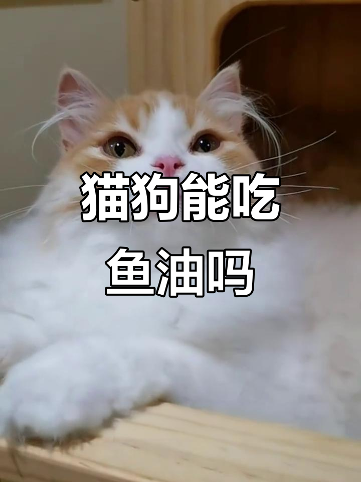 宠物吃鱼油的好处与注意事项