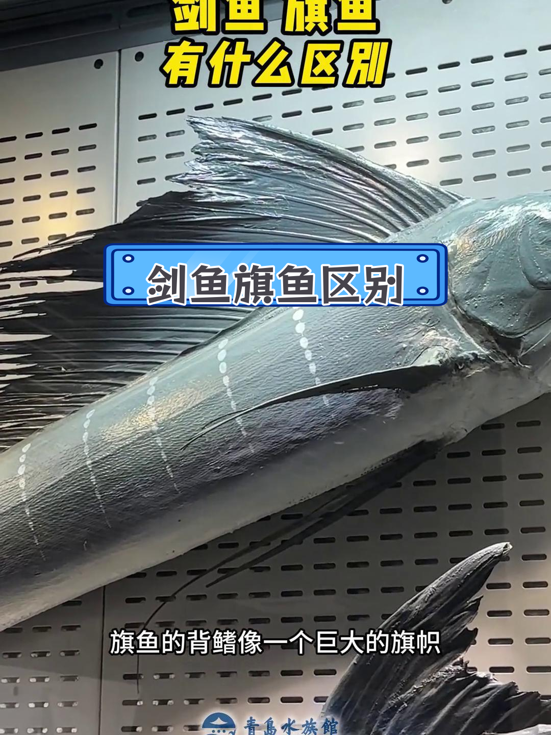 剑鱼与旗鱼的差异解析