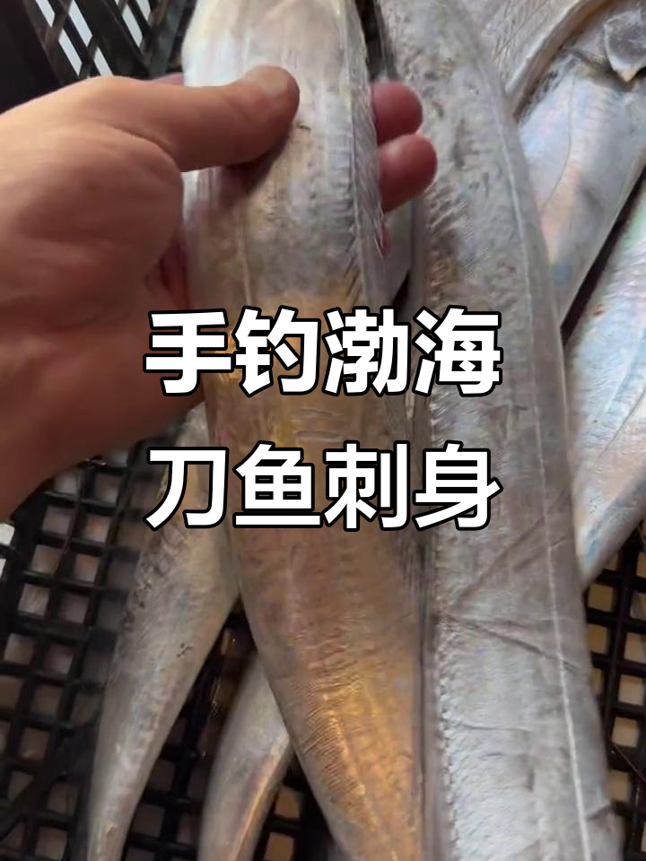 渤海刀鱼刺身,手钓新鲜美味不容错过
