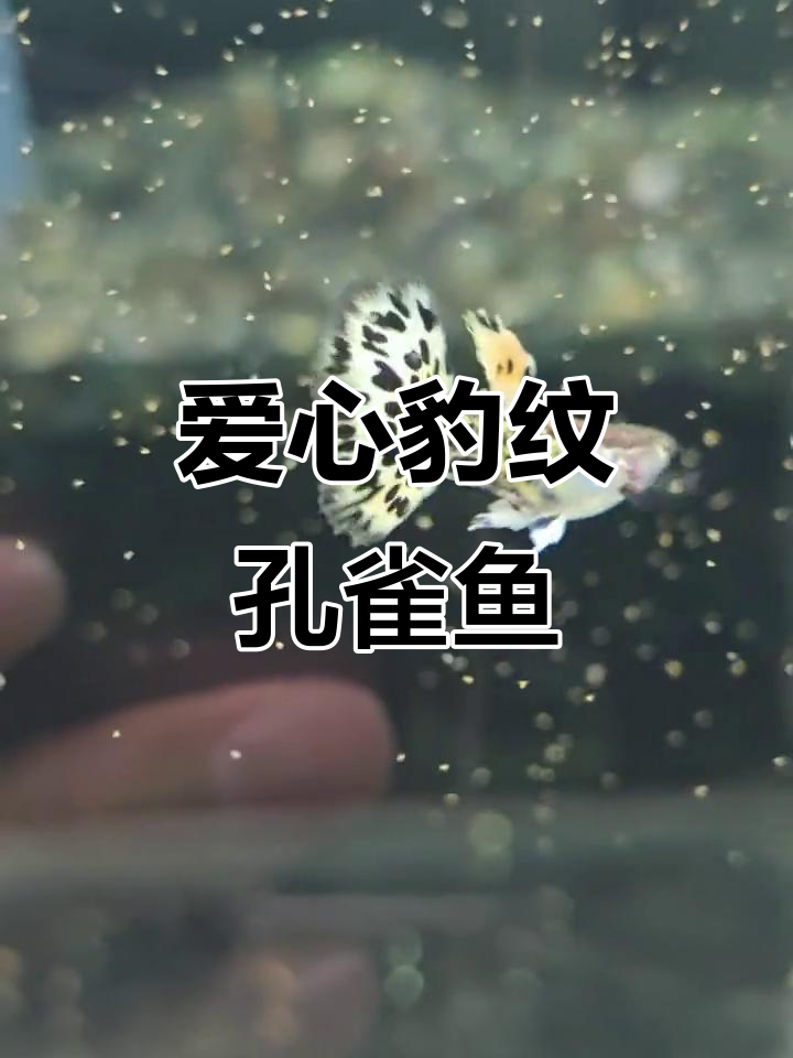 爱心豹纹孔雀鱼,黄金色小豹子般的美丽