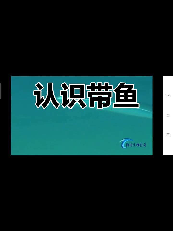 带鱼:海洋中的银色刀影