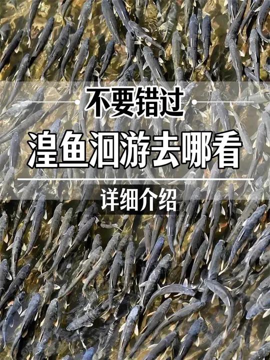 湟鱼洄游 去哪里看，根据大家旅游线路的行程青海湖南线和青海湖北线，给大家推荐几个地方，带小