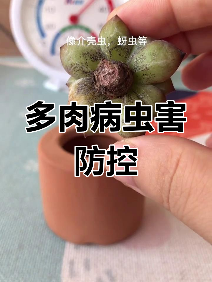 夏季多肉病害大敌:烟煤病与虫害防治全攻略
