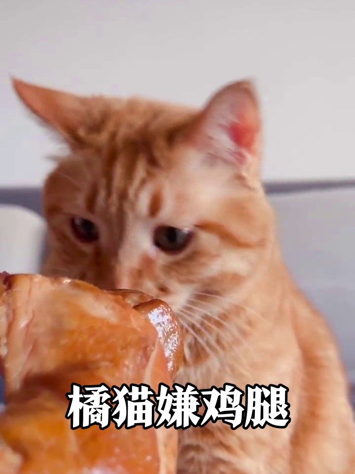 橘猫尝烤鸡腿秒变脸,嫌弃表情笑翻网友