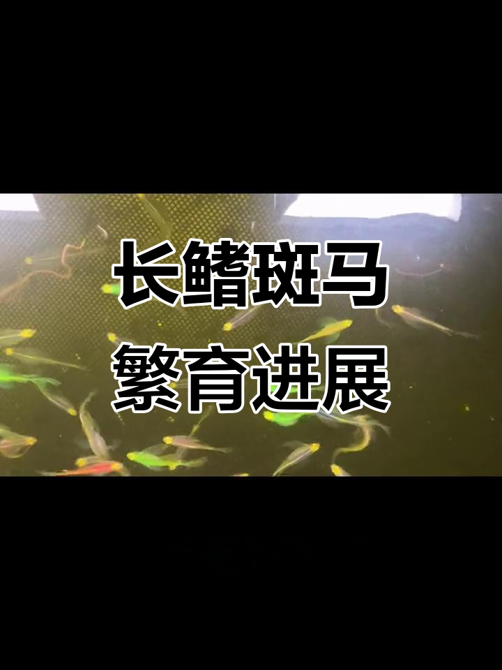 长鳍斑马鱼开始繁殖,肚子变大指日可待
