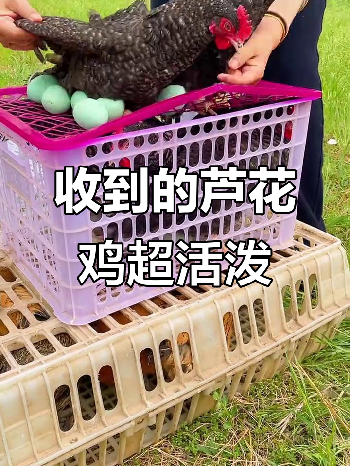 网上买芦花鸡,收到四只母鸡和一只公鸡,还附赠六颗鸡蛋