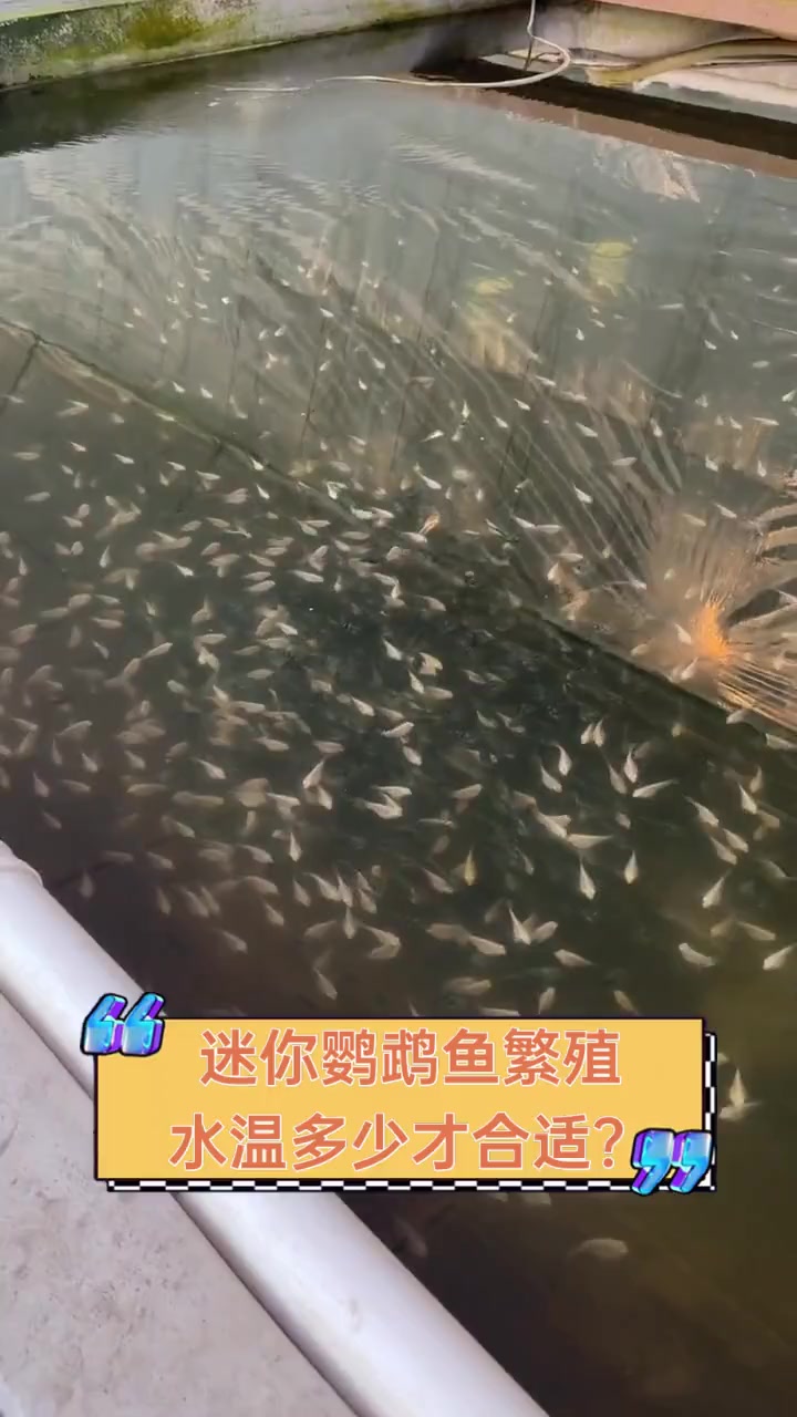 迷你鹦鹉鱼繁殖,水温多少才合适?