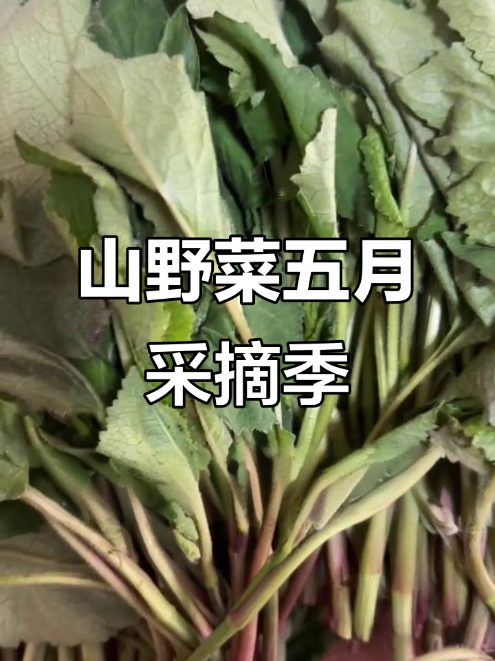 五月山野菜大丰收,嫩叶芹、火腿青等美味不容错过