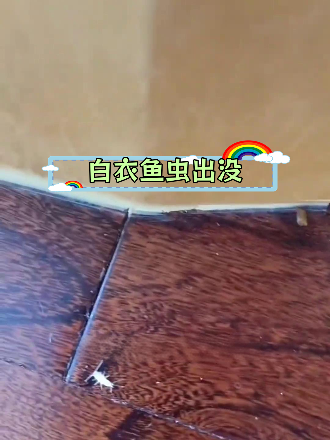 白色衣鱼虫:实木地板缝隙中的快速活动者