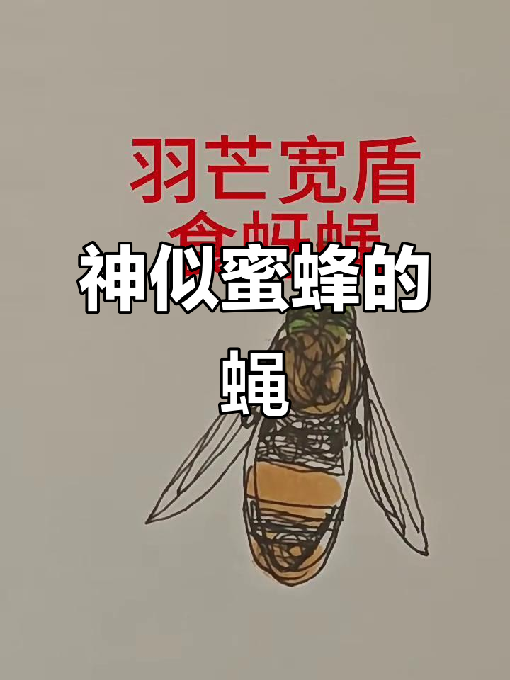看似蜜蜂却有独特花纹,食羊油蝇的奇特特征