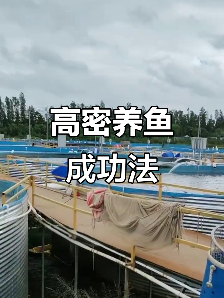 帆布鱼池高密度养殖秘诀,轻松赚百万