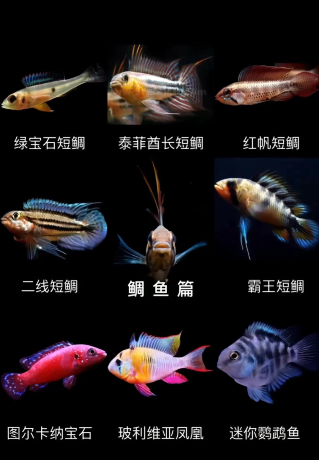 观赏鱼大全(慈鲷)