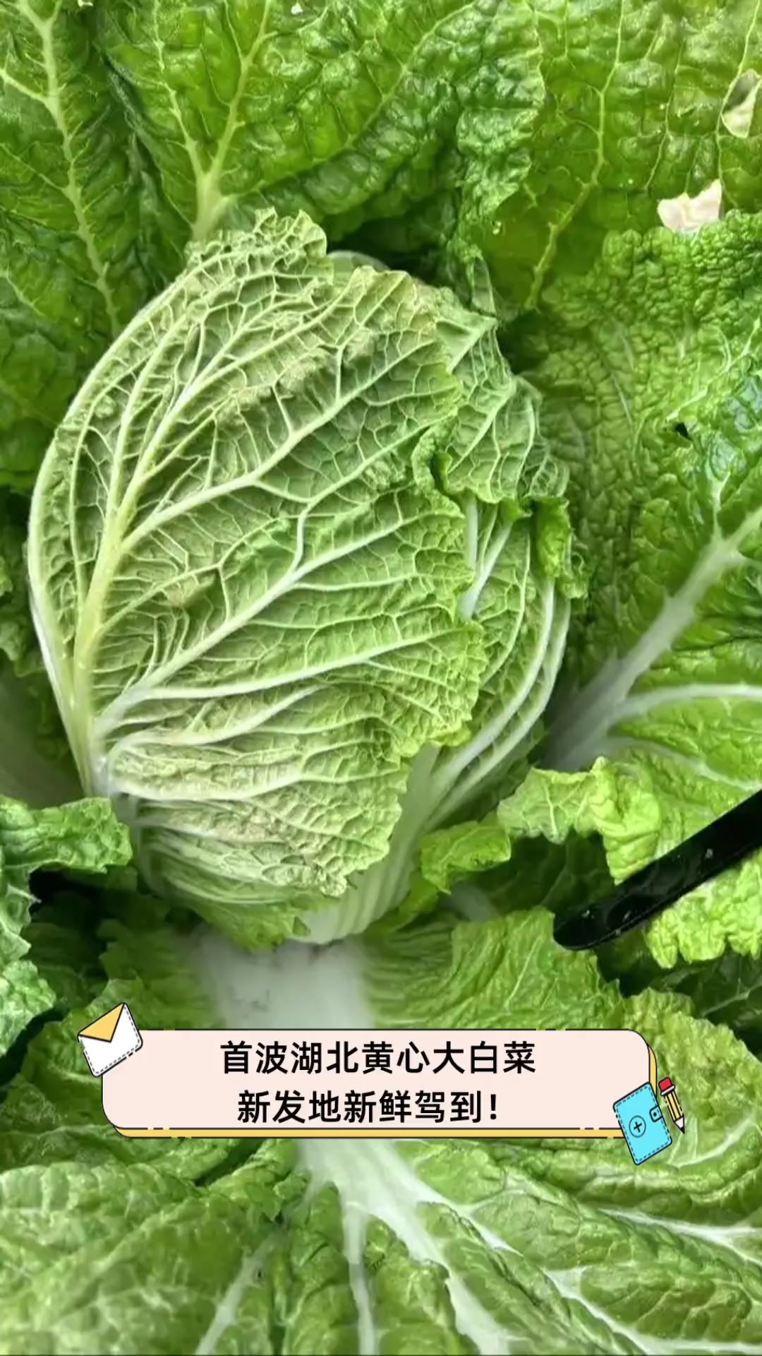 首波湖北黄心大白菜,新发地新鲜驾到!