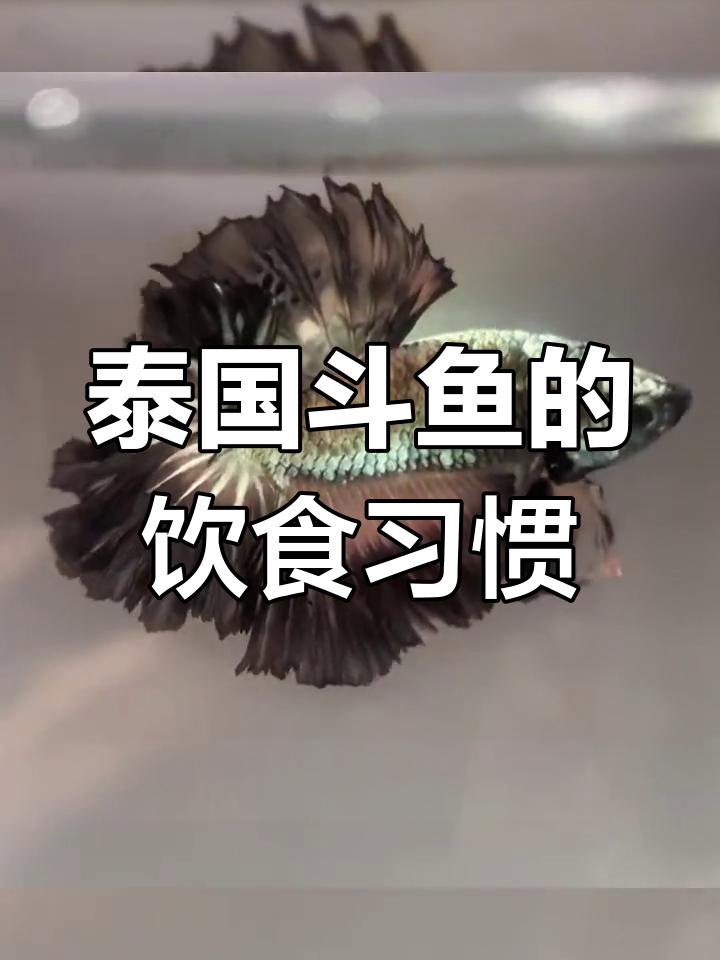 泰国斗鱼吃什么?杂食性动物的饮食选择