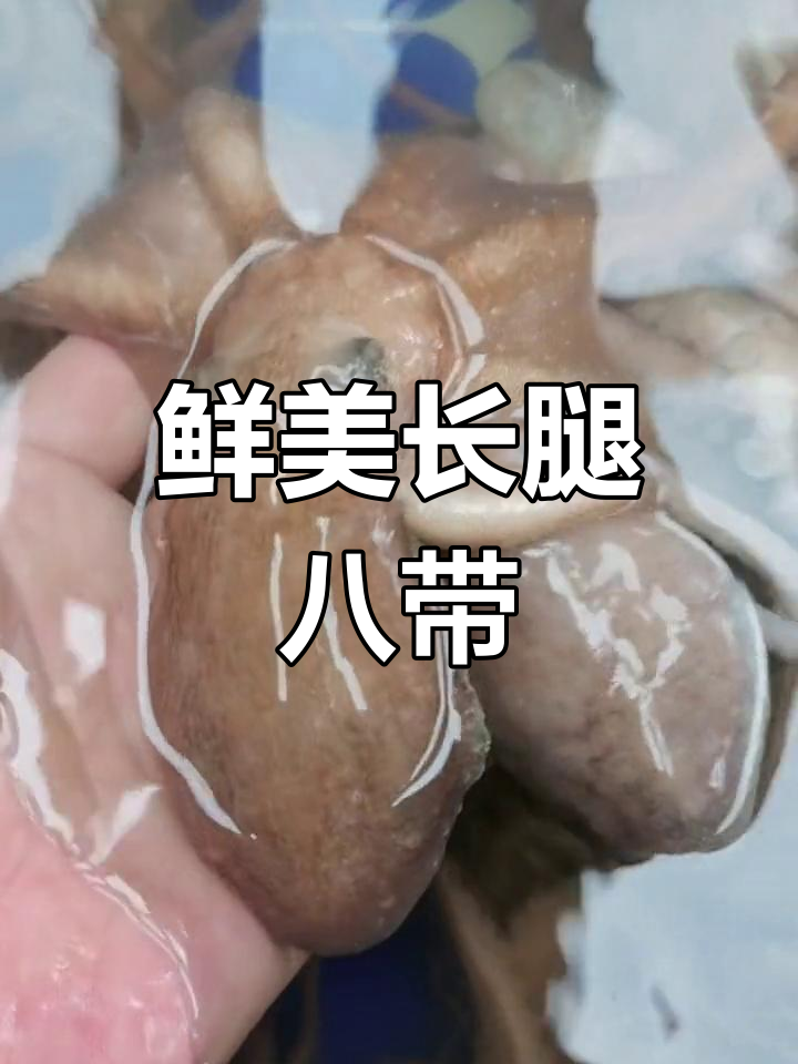 长腿八爪鱼,嫩滑美味生吃更佳