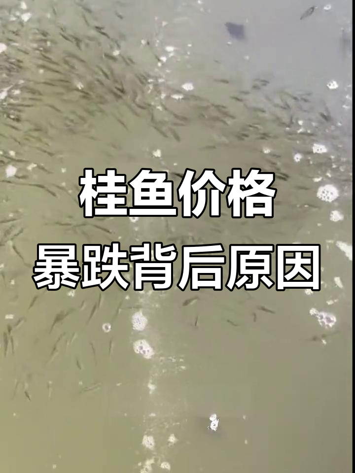 桂鱼为何不再昂贵?养殖户的秘密饲料揭秘