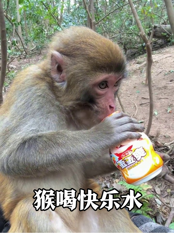 猴子喝饮料喝出幸福感，姿势熟练到像摸鱼老油条