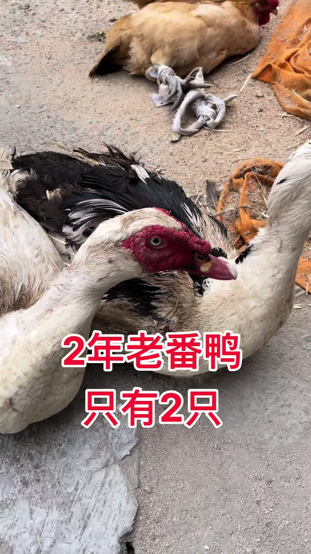 想要老番鸭有2只农家土鸭子 老番鸭 苏北农村 江苏盐城 老鸭