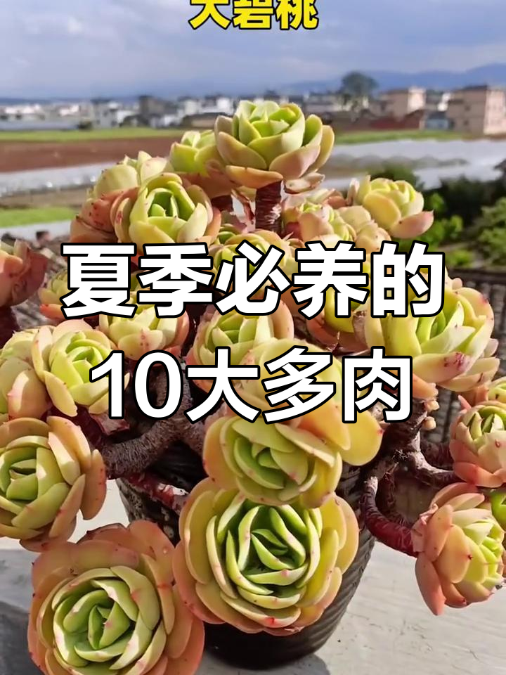 夏季不休眠,10种超好养的多肉植物推荐