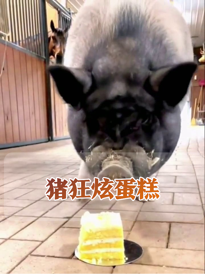 猪闯进马厩狂炫蛋糕，满脸奶油吃相笑喷