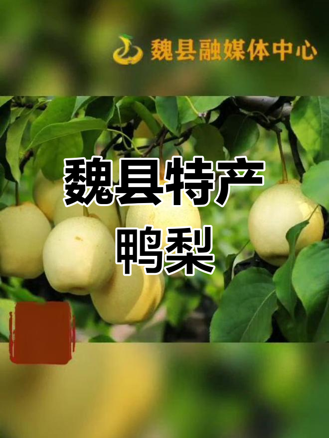 魏县鸭梨:美味与健康的完美结合