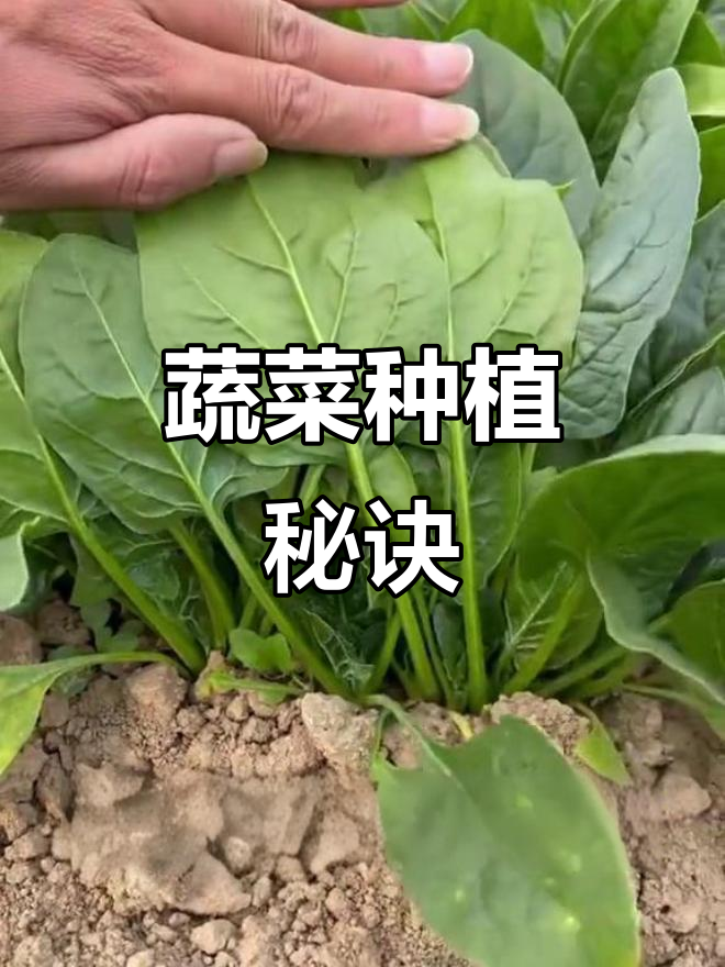 蔬菜轮作小技巧，葱蒜白菜大豆全收！