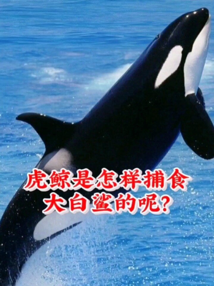 你知道虎鲸是怎样捕食大白鲨的么?