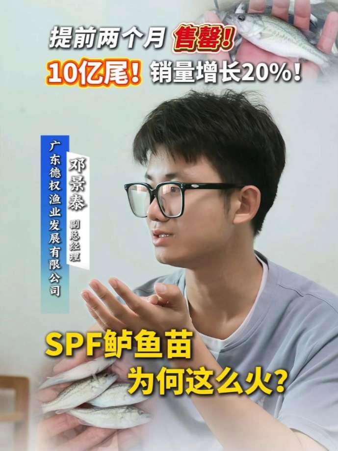 提前两个月售罄!10亿尾!销量增长20%!SPF鲈鱼苗为何这么火?鲈鱼#聚海龙鲈鱼苗#SP