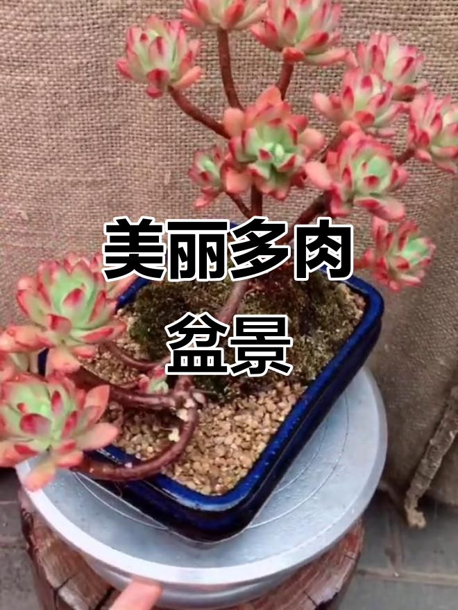 多肉盆景也能如此惊艳，造型独特超有魅力