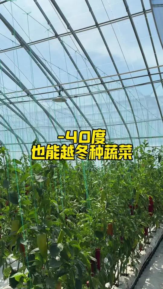 -40度也能种蔬菜的大棚!