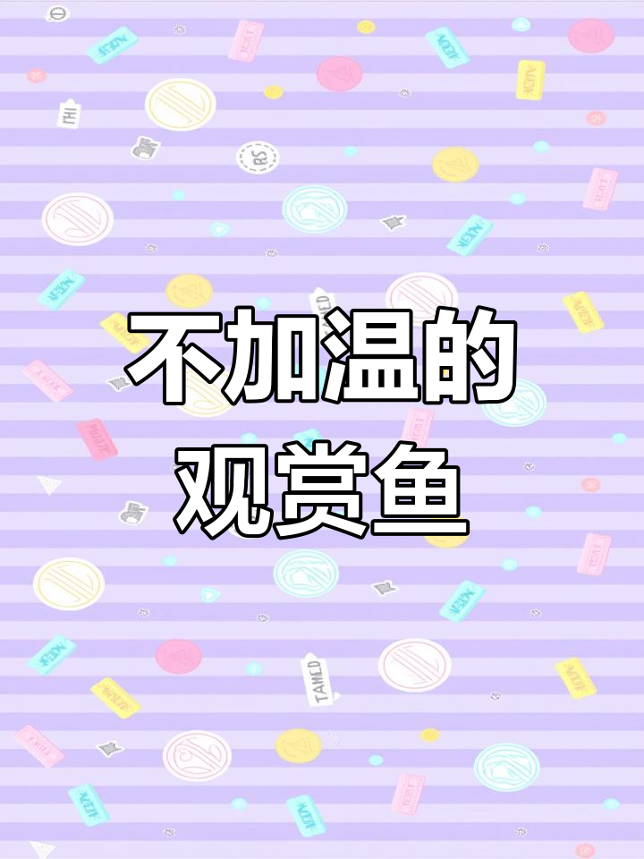 冬季不加热也能养的白云金丝鱼,耐寒能力超乎想象