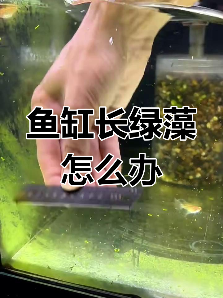 鱼缸绿藻的利与弊,如何处理水质改善问题