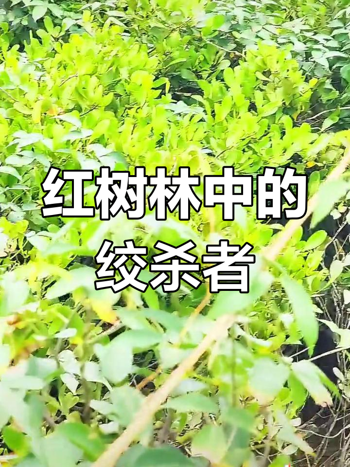 鱼藤对红树林的危害