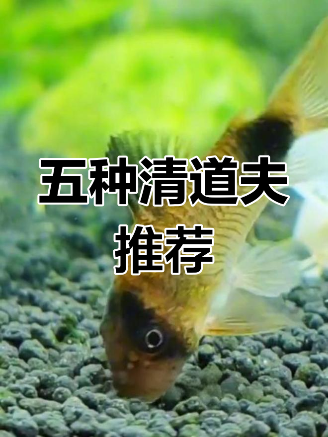 鱼缸清洁必备五种鱼类,最后一种效果惊人