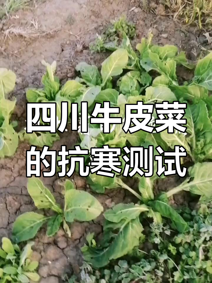 四川牛皮菜挑战河北低温,看它能扛得住多少度