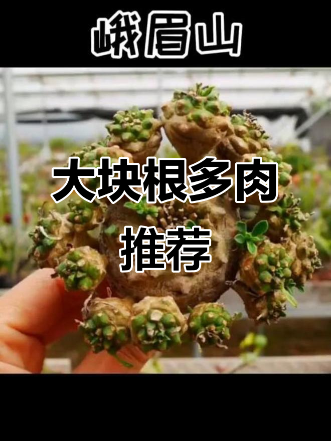 十大块根多肉植物,龟甲龙、铜弹等大型品种全解析