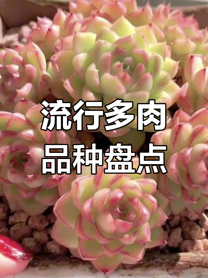 多肉界最火品种大揭秘,糖心、美人系全都有!