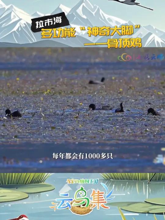 多功能“神奇大脚”——骨顶鸡 美好生活在云南 最美中国