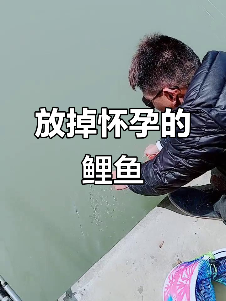 鲤鱼怀孕,钓鱼人请手下留情